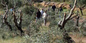 صہیونی آبادکاروں نے فلسطینیوں کے زیتون کے درجنوں درختوں کو اجاڑ ڈالا