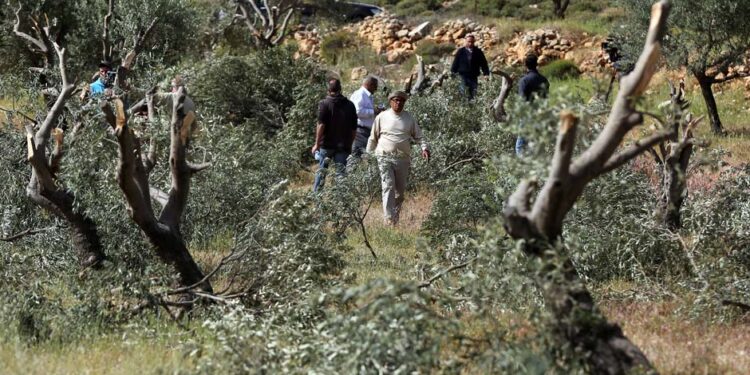 صہیونی آبادکاروں نے فلسطینیوں کے زیتون کے درجنوں درختوں کو اجاڑ ڈالا