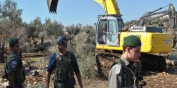الخلیل: صیہونی فوج نے فلسطینیوں کے 100سے زائد پھلدار درختوں کو اکھاڑ ڈالا