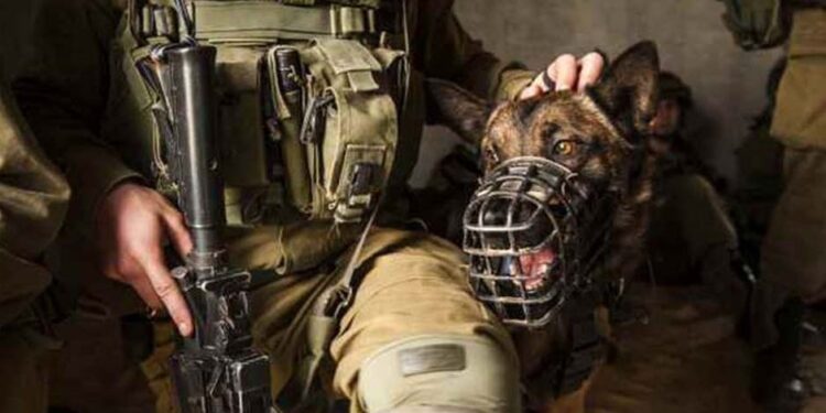 بندوق کی نوک پر فلسطینی خواتین کو برہنہ کرنا انسانی حقوق کی سنگین خلاف ورزی ہے، حماس