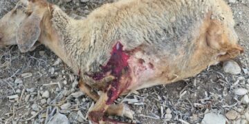 شمالی اردن میں صہیونی آبادکاروں کا حملہ، ایک سو سترہ بھیڑیں جاہ بحق