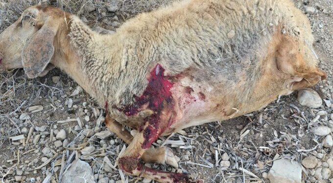 شمالی اردن میں صہیونی آبادکاروں کا حملہ، ایک سو سترہ بھیڑیں جاہ بحق