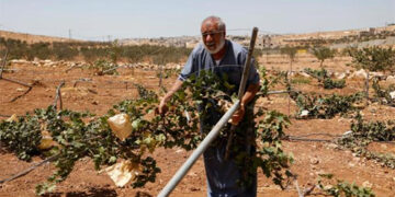 قابض اسرائیل نے مسافر یطا میں 400 دونم فلسطینی زمین بند کر دی