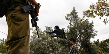 اکتوبر سے اب تک 1200 زیتون کے درخت تباہ، یہودی آبادکار ذمہ دار