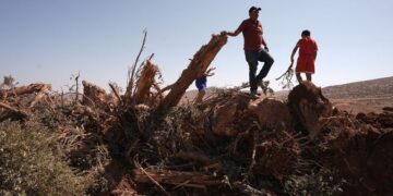 اسرائیلی قابضین کی زیتون کے درختوں کی کٹائی، فلسطینی کسانوں کو 7 ملین ڈالر کا نقصان