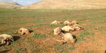 قابض آبادکاروں کی زہریلی کارروائی، کیسّان میں درجنوں بھیڑیں ہلاک