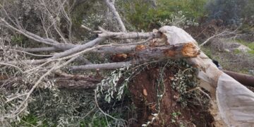 اسرائیل کی جارحیت، زرعی وسائل پر حملہ، ہزاروں زیتون کے درخت متاثر