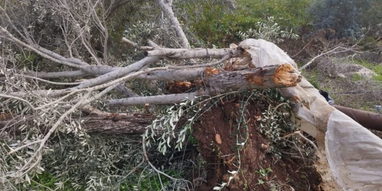 اسرائیل کی جارحیت، زرعی وسائل پر حملہ، ہزاروں زیتون کے درخت متاثر