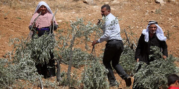 الخلیل میں صہیونی آبادکاروں کی جارحیت، 850 درخت تباہ