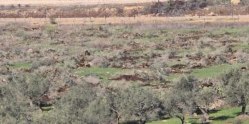 زیتون کے سات سو درختوں کی تباہی، قابض فوج کی جارحیت جاری