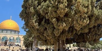 مسجد اقصیٰ کو یہودیانے کی سازشیں جاری، القدس انٹرنیشنل کا انتباہ