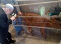 سرخ بچھیا کی پیدائش کا اعلان، القدس میں ممکنہ کشیدگی پر خدشات