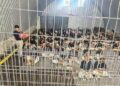 قابض جیلوں میں صحت کا بحران، خارش کی وبا سے بچاؤ کے لیے عالمی اپیل